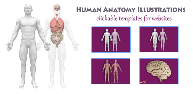Interactive Human Anatomy Templates