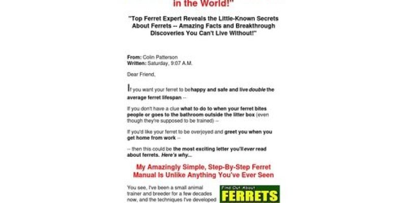 Find Out About Ferrets – By Small Animal Expert Colin Patterson